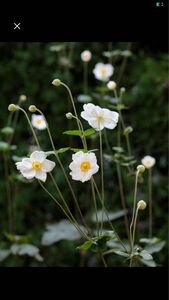 シュウメイギク 大株　秋明菊　山野草　茶花　花苗