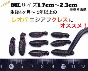 冷凍クロコ ML約2000匹1kg冷凍コオロギ