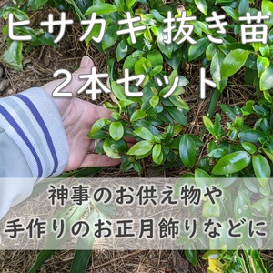 送料無料★即決◆ヒサカキの抜き苗2個セット 姫榊 サカキ 生垣 神事のお供え物に 植樹樹 常緑 庭木 植木 実生苗 園芸 ガーデニング 耐寒性