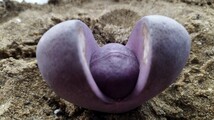 29 多肉植物 プレイオスピロス　紫帝玉_画像2