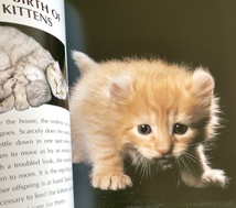 絶版洋書 Kittens: From Before Birth to Adulthood 子猫から成長するまでのアドバイスなど 英語版ハードカバー Brigitte Bulard-Cordeau著_画像2