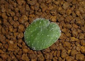 多肉植物 / 球根　エリオスペルマム アラクノイデウム Knersvlakte　/　Eriospermum arachnoideum