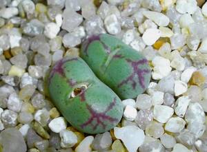 多肉植物 /　コノフィツム　フィシフォルメ ‘八重垣姫’ 　/　Conophytum ficiforme ‘Yaegakihime’