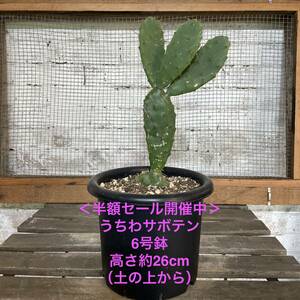 【現品_KS0121】＜半額セール開催中＞うちわサボテン（テキサス プリックリー ペア｜Texas prickly pear）｜耐寒性あり　ドライガーデン