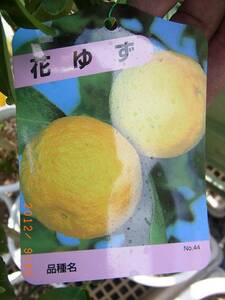 実付き柑橘★花ゆず(一才柚子) 1年目で実がなりやすい品種★6号接木大苗