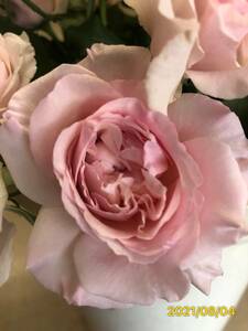 切り花品種　シェリル「深く愛する」★フルーティー強香 優しく淡いピンクのロゼット咲★挿し木苗