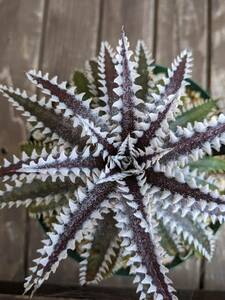 デッキア 子株 / Dyckia Big Brother x tracking code ABB ②