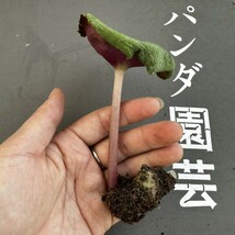 Y29 【パンダ園芸】塊根性 クラッスラ ウンベラ ワインカップ Crassula umbella Wine-Cup 多肉植物 サボテン エケベリア チレコドン _画像2