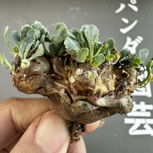 A33 【パンダ園芸】特選 多肉植物 珍奇塊根植物 コーデックス　オトンナ カカリオイデス(実生)大株 多頭 