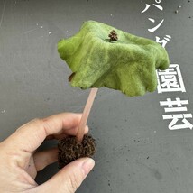 A59 【パンダ園芸】塊根性 クラッスラ ウンベラ ワインカップ Crassula umbella Wine-Cup 多肉植物 サボテン エケベリア チレコドン_画像6