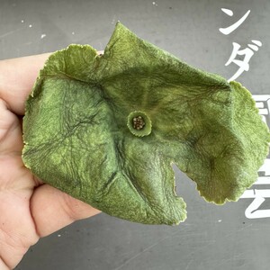 A60 【パンダ園芸】塊根性 クラッスラ ウンベラ ワインカップ Crassula umbella Wine-Cup 多肉植物 サボテン エケベリア チレコドン