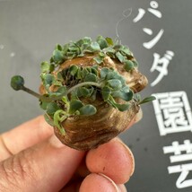 B16 【パンダ園芸】特選 多肉植物 珍奇塊根植物 コーデックス　オトンナ カカリオイデス(実生)大株 多頭_画像5