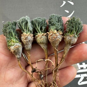 B18 【パンダ園芸】多肉植物サルコカウロン　ペニクリナム実生株 5株 