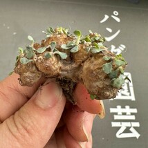 C26 【パンダ園芸】特選 多肉植物 珍奇塊根植物 コーデックス　オトンナ カカリオイデス(実生)大株 多頭_画像4