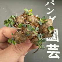 C58【パンダ園芸】特選 多肉植物 珍奇塊根植物 コーデックス　オトンナ カカリオイデス(実生)大株 多頭_画像2