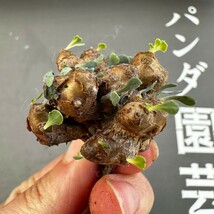 D22 【パンダ園芸】特選 多肉植物 珍奇塊根植物 コーデックス　オトンナ カカリオイデス(実生)大株 多頭_画像5