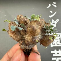 D22 【パンダ園芸】特選 多肉植物 珍奇塊根植物 コーデックス　オトンナ カカリオイデス(実生)大株 多頭_画像2