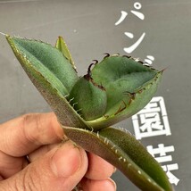 D52 【パンダ園芸】アガベ チタノタ ジャガーノート 純血 / Agave titanota 'Juggernaut' pure blood メリクロン株 発根済み _画像2