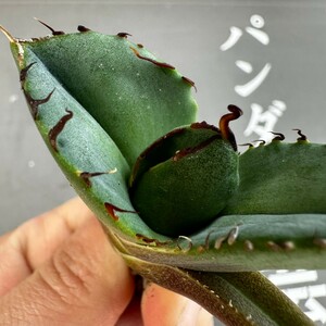 E28【パンダ園芸】アガベ チタノタ ジャガーノート 純血 / Agave titanota 'Juggernaut' pure blood メリクロン株 発根済み 