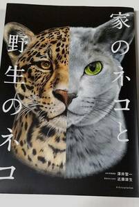 猫写真集 図鑑 家のネコと野生のネコ 澤井聖一/ 近藤雄生　資料大型本　　エクスナレッジ