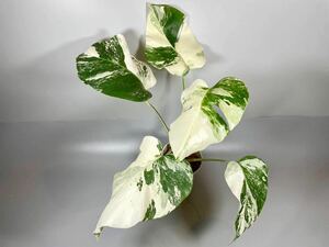 「332」MONSTERA ALBO BORSIGIANA VARIEGATA 白斑　モンステラ アルボ ボルシギアナ　斑入り