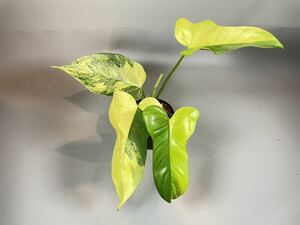 「511」フィロデンドロン・ビペンニフォリウム・ヴァイオリン 斑入り　Philodendron bipennifolium ‘Violin’ Variegated 観葉植物 