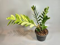 「911」ザミオクルカス ザミーフォリア 斑入りZZ plant Variegated (Zamioculcas Zamiifolia) 観葉植物_画像1