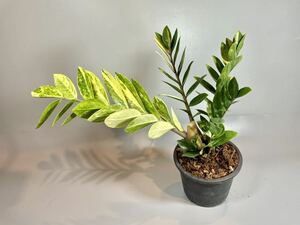 「911」ザミオクルカス ザミーフォリア 斑入りZZ plant Variegated (Zamioculcas Zamiifolia) 観葉植物
