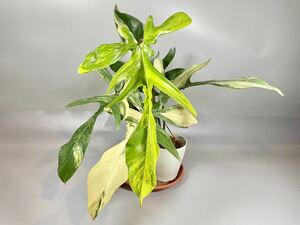 「25」フィロデンドロンフロリダビューティー斑入り　philodendron Florida beauty variegata 