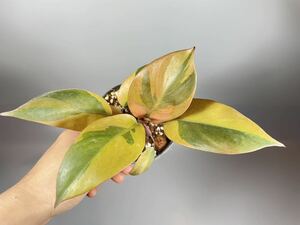 「67」Philodendron Black Cardinal NO.2 Variegated フィロデンドロン ブラック カーディナル 斑入り