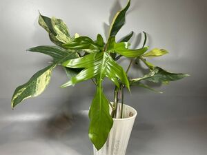 「150」フィロデンドロンフロリダビューティー斑入り　philodendron Florida beauty variegata 