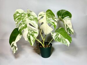 「992」MONSTERA ALBO BORSIGIANA VARIEGATA 白斑　モンステラ アルボ ボルシギアナ　斑入り