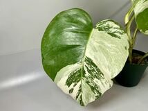 「992」MONSTERA ALBO BORSIGIANA VARIEGATA 白斑　モンステラ アルボ ボルシギアナ　斑入り_画像3