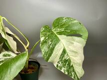 「992」MONSTERA ALBO BORSIGIANA VARIEGATA 白斑　モンステラ アルボ ボルシギアナ　斑入り_画像5