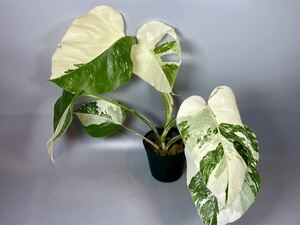 「710」MONSTERA ALBO BORSIGIANA VARIEGATA 白斑　モンステラ アルボ ボルシギアナ　斑入り