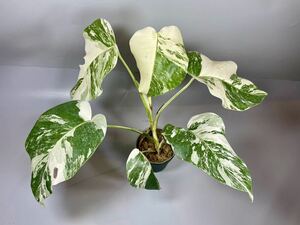 「581」MONSTERA ALBO BORSIGIANA VARIEGATA 白斑　モンステラ アルボ ボルシギアナ　斑入り