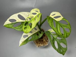 「720」Monstera Adansonii Variegata マドカズラ　斑入り　モンステラ アダンソニー　バリエガータ　