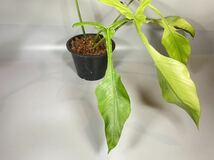 「100」フィロデンドロン　ジョーピー　ミント　斑入り　Philodendron Joepii Mint variegated _画像5