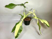 「100」フィロデンドロン　ジョーピー　ミント　斑入り　Philodendron Joepii Mint variegated _画像1