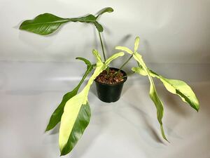 「100」フィロデンドロン　ジョーピー　ミント　斑入り　Philodendron Joepii Mint variegated 