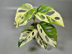 「712」Monstera Adansonii Variegata マドカズラ　斑入り　モンステラ アダンソニー　バリエガータ　