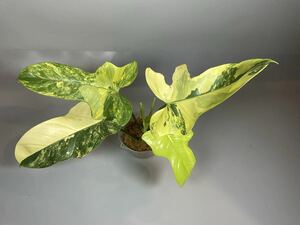 「208」フィロデンドロン・ビペンニフォリウム・ヴァイオリン 斑入り　Philodendron bipennifolium ‘Violin’ Variegated 観葉植物 