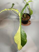 「101」フィロデンドロン　ジョーピー　ミント　斑入り　Philodendron Joepii Mint variegated _画像3