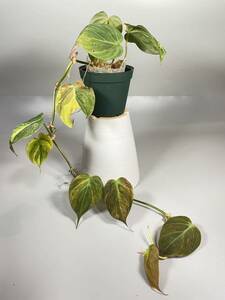 「636」フィロデンドロン・ミカンス　斑入り　Philodendron micans variegated 