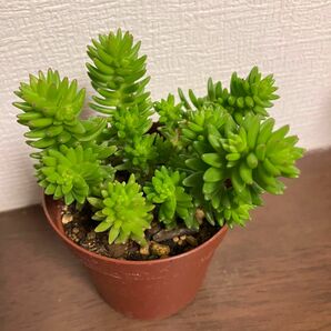 セダム グリーンペット 多肉植物