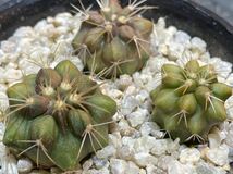 実生3本　Copiapoa haseltoniana var. gigantea コピアポア ギガンティア サボテン　検）黒王丸　孤竜丸　_画像3