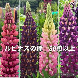 ルピナス 花の種