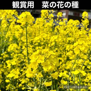 菜の花　花の種