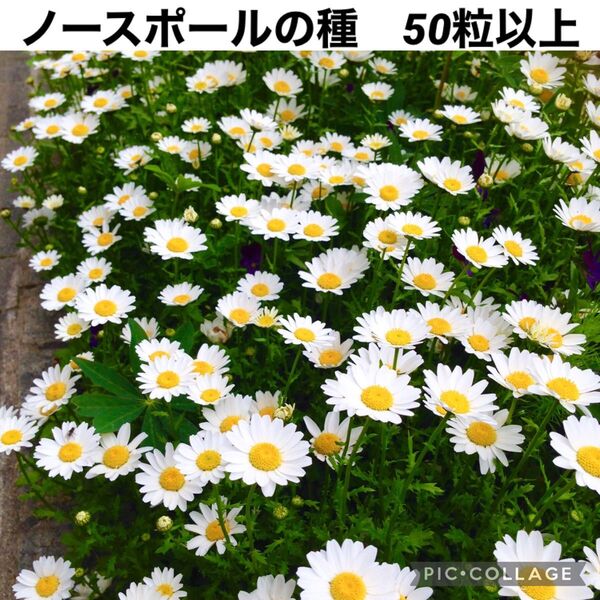 ノースポール 花の種