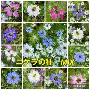 ニゲラ 花の種